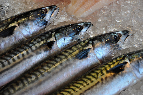 JAPAN Sharp increase in Norwegian mackerel imports