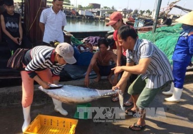 Thua Thien – Hue offshore fishing fares well