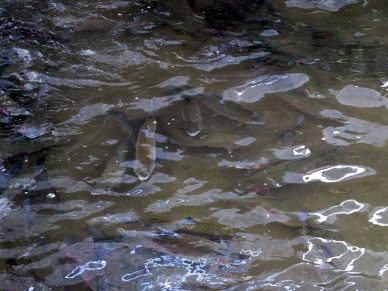 Lai Chau develops cold water fish