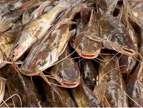 Nigeria Targets  Million-Ton Annual Fish Output