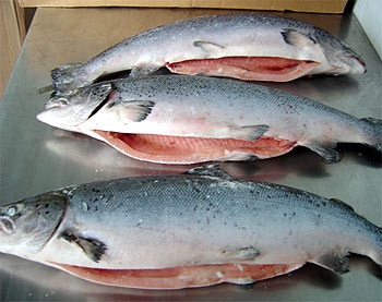 Chile Slight growth of salmon exports