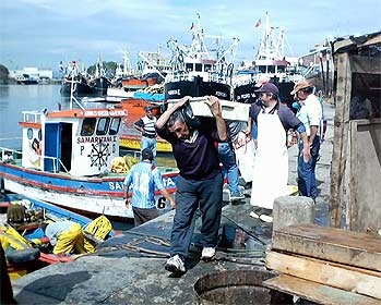 Chile Seafood landings fall in the first seven months