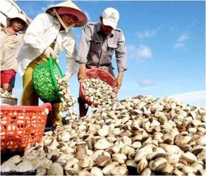 Tra Vinh Clam farming fetches high profit