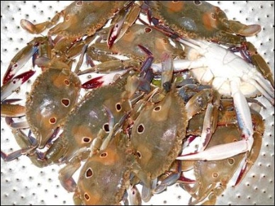 Crab exports to China increase