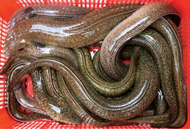 Support grows for the European eel