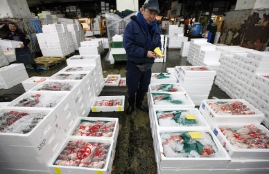 Korea bans Japanese fish over radiation fears