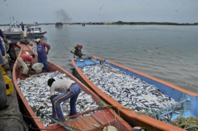 Fish wholesale prices go through the roof