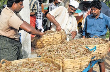 Weaker rupee helping Indian seafood shipments