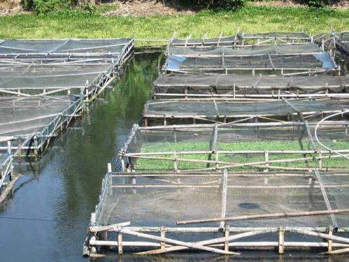 China to invest US$155 million in Indonesias fishery sector