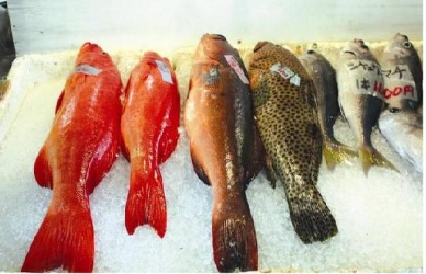 Japan seafood inventories fall 9%