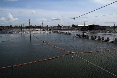 Kien Giang farmers increase harvests of aquatic species