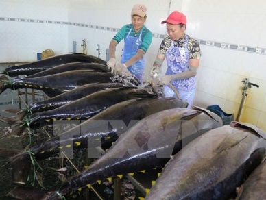 Tien Giang strives to catch 98,000 tonnes of seafood this year