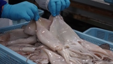 Vietnam - among top 5 suppliers of processed squid to Japan