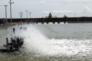 Ca Mau Over 237,000 MT worth of aquaculture production