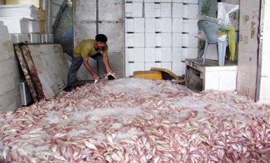 Seafood exports up 2.48 percent in 8 months