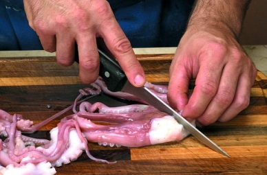Up 28% in Vietnam cephalopod sales
