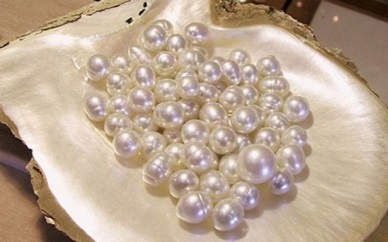 Bangladesh desires to cooperate with Vietnam in pearl farming 