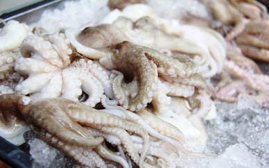 QI Up 18% in Vietnam cephalopod exports 