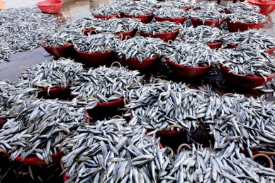 Chile Fishing industry faces worst crisis of the past 20 years
