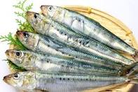 PHILIPPINES Lifting of fishing ban to increase sardine population

