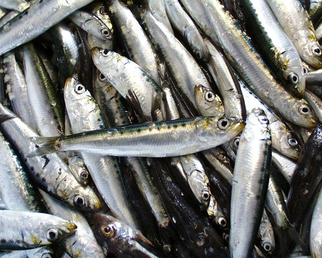 Pelagic exports grow in first quarter 