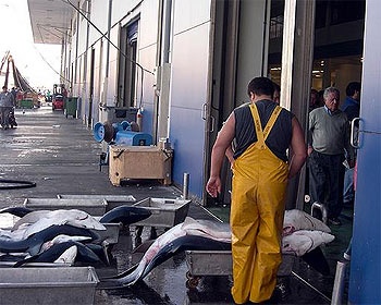 Fresh fish landings continue falling