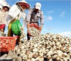 Tra Vinh harvested 20 thousand MT of clam 