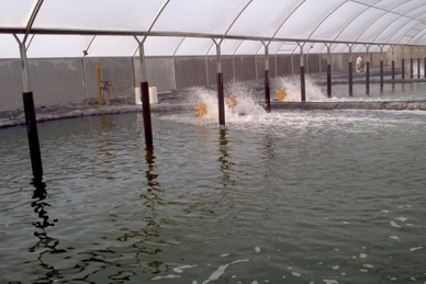 Ba Ria - Vung Tau to hit 80% of aquatic products managed under VietGAP 