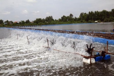 Kien Giang to expand industrial shrimp farming