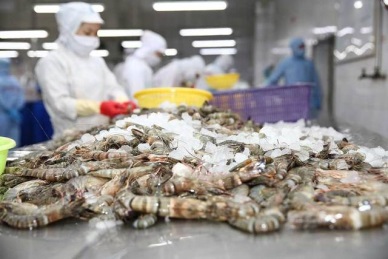 Shrimp exports to the EU lifted by nearly 16% in Aug 2020