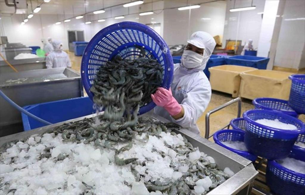 US removes antidumping duty on Minh Phu frozen shrimp