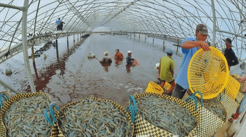 Ca Mau develops an international certified shrimp farming model