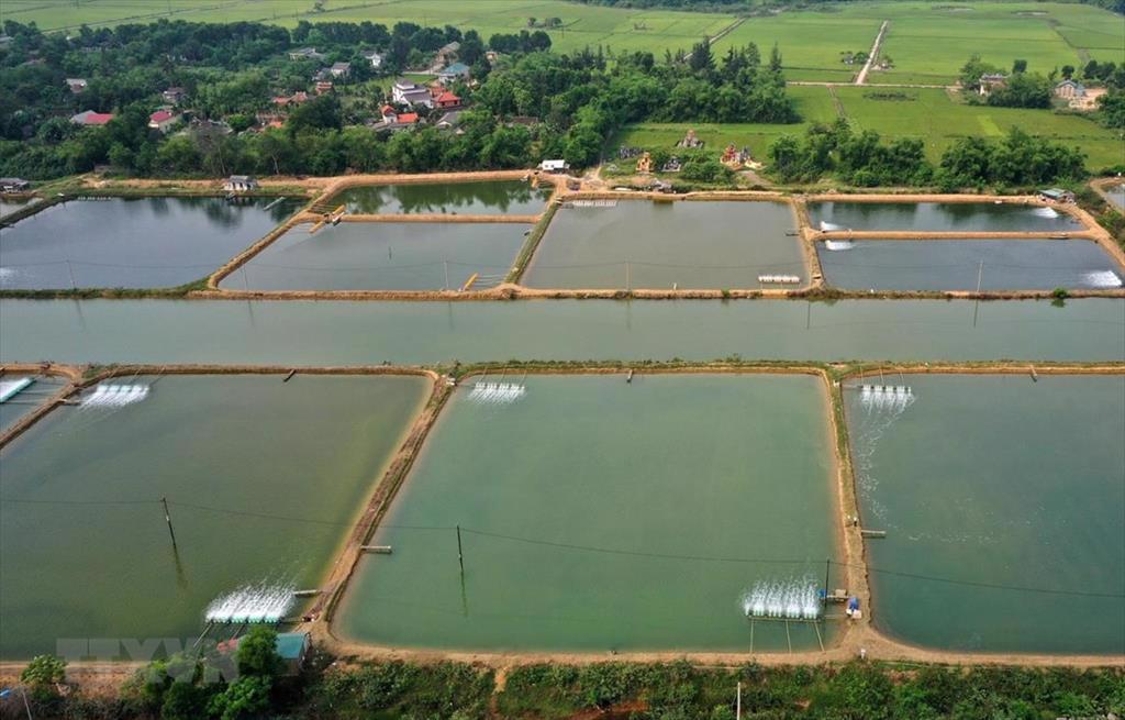 Long An targets at least 60000 tonnes of aquaculture production