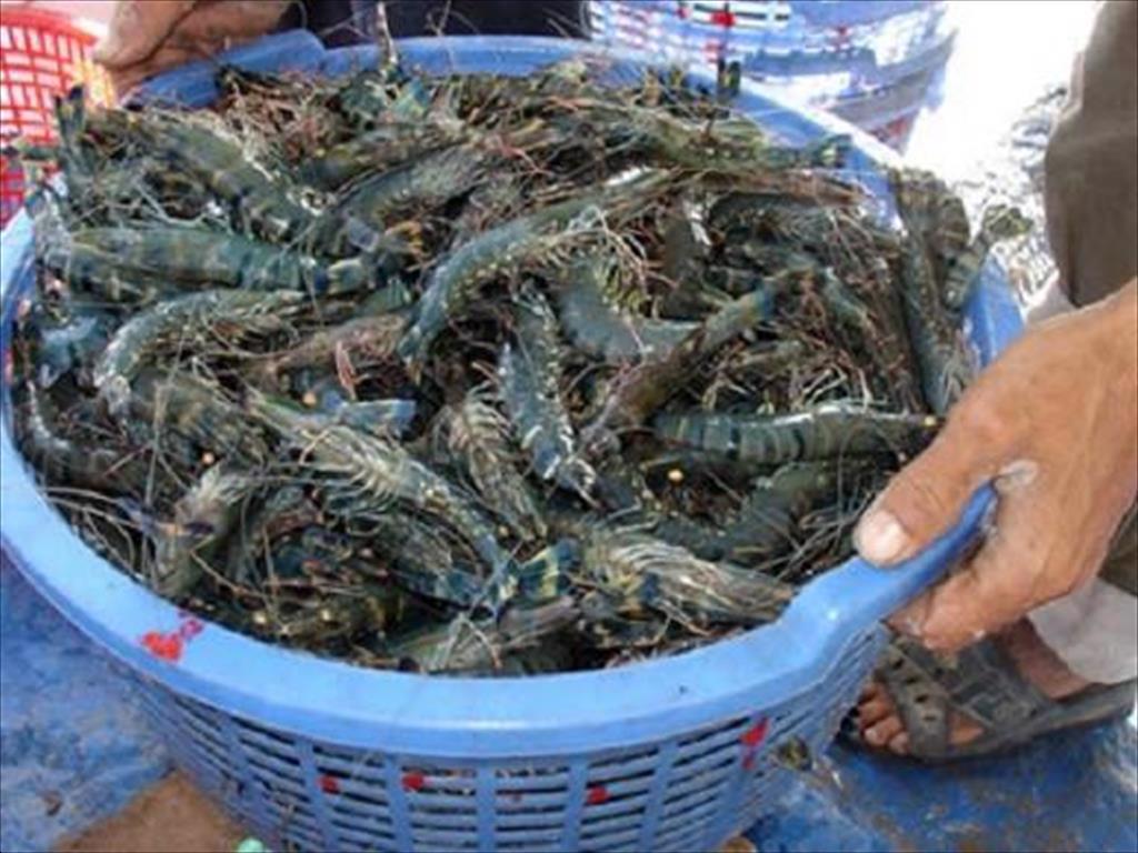 Mekong Delta Shrimp exports to the European market increased sharply