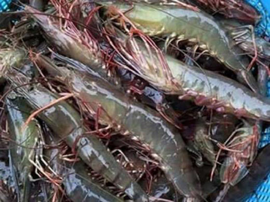 Stepping up control of Ca Mau GI for black tiger shrimp products